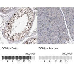 ACRC Antibody, Novus Biologicals:Antibodies:Primary Antibodies